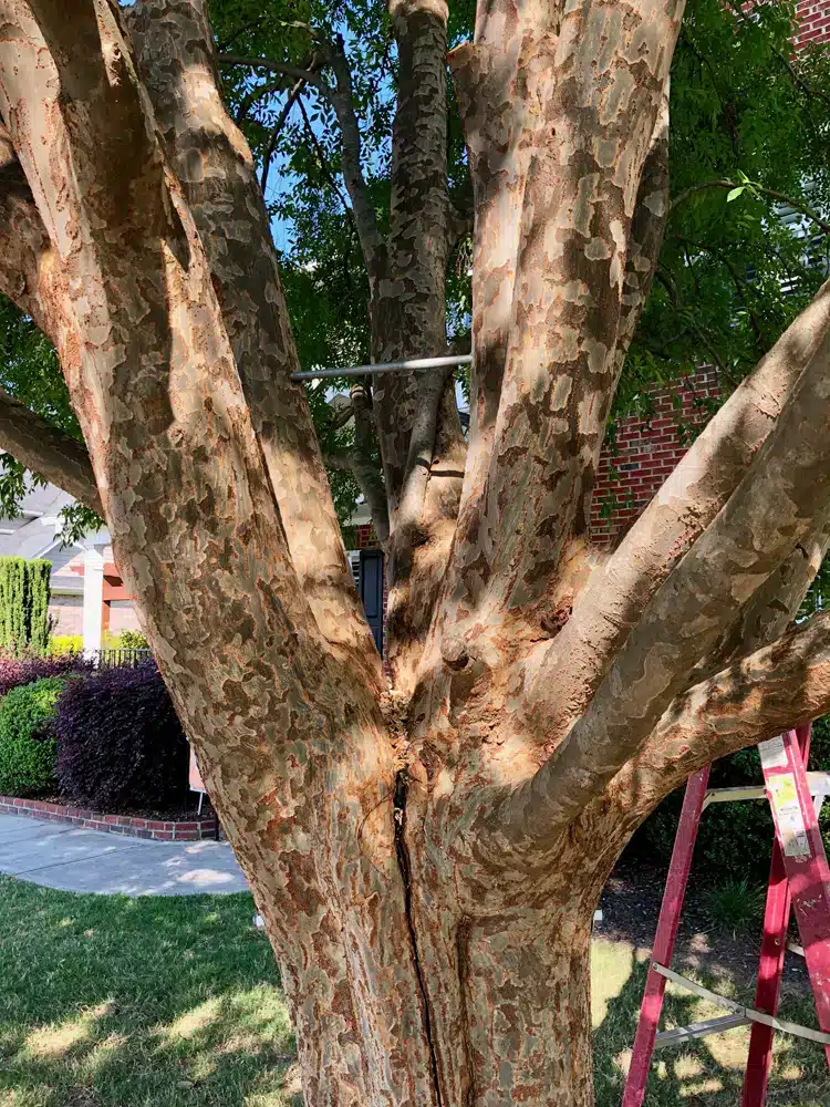 Tree Work Done By The Canopy Climber