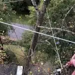 Tree Cabling and Bracing for Structural Support