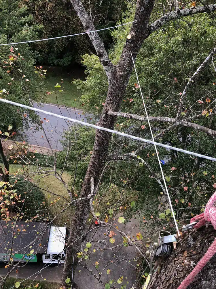 Tree Work Done By The Canopy Climber