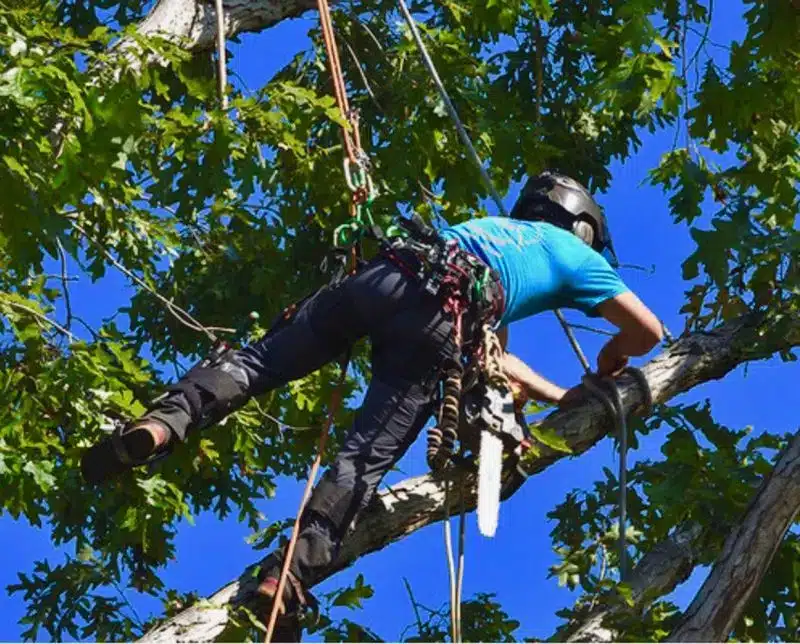 Services 2 Tree Work Done By The Canopy Climber